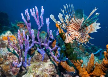 Turning an ocean invasive specie into opportunity: how Lionfish Caribbean is protecting coral reefs