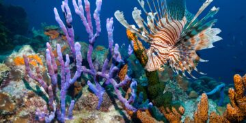Turning an ocean invasive specie into opportunity: how Lionfish Caribbean is protecting coral reefs