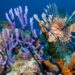 Turning an ocean invasive specie into opportunity: how Lionfish Caribbean is protecting coral reefs