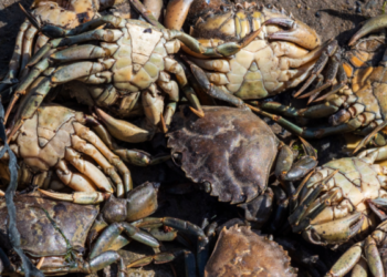 Maldives approves first commercial Mud Crab Fattening Project