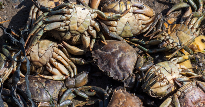 Maldives approves first commercial Mud Crab Fattening Project